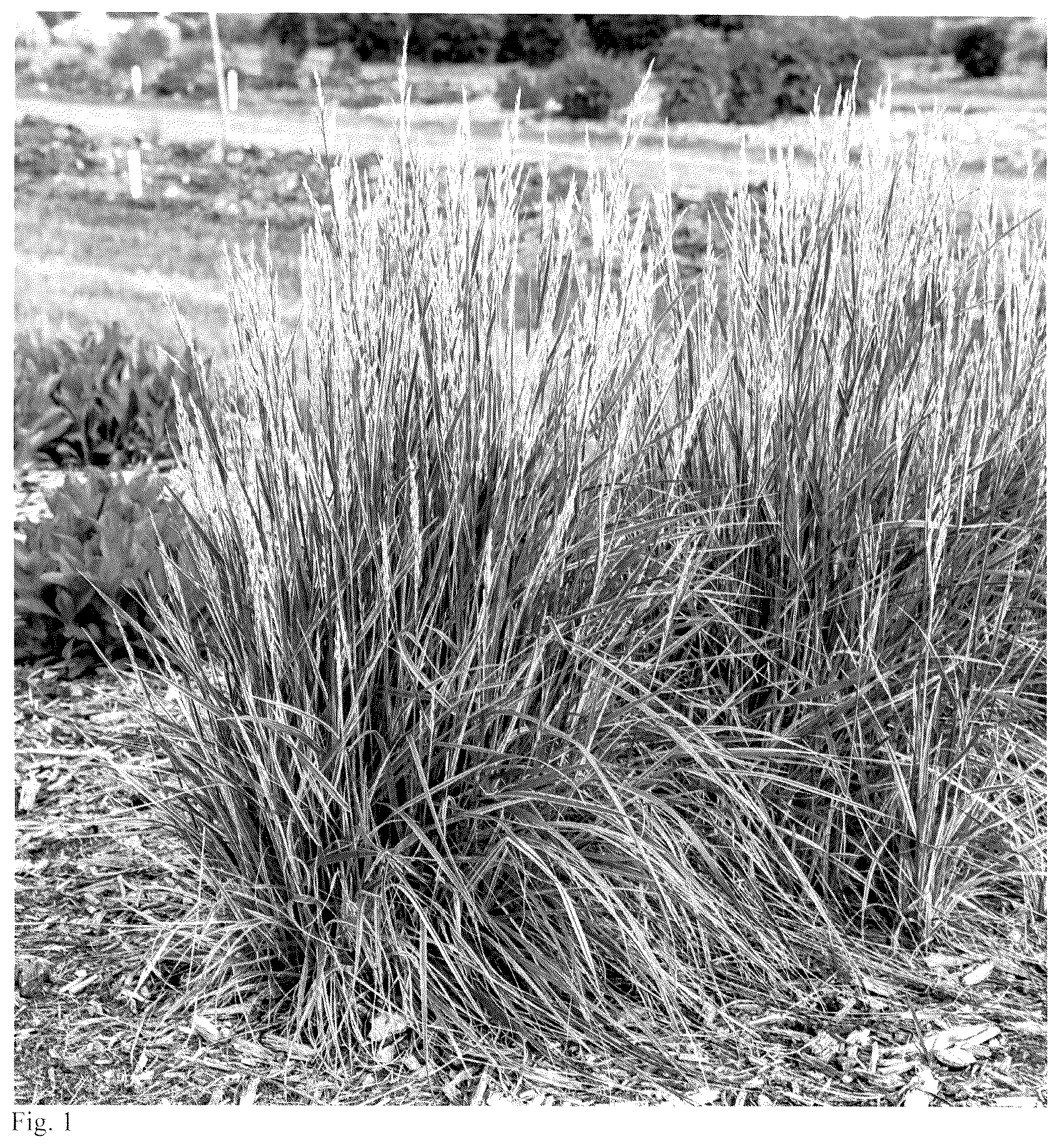 Patent USPP037412 Figure 1 – Festuca plant named ‘Perfect Edging’