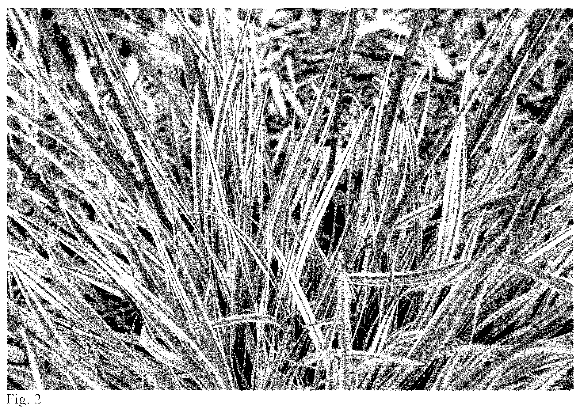 Patent USPP037412 Figure 2 – Festuca plant named ‘Perfect Edging’