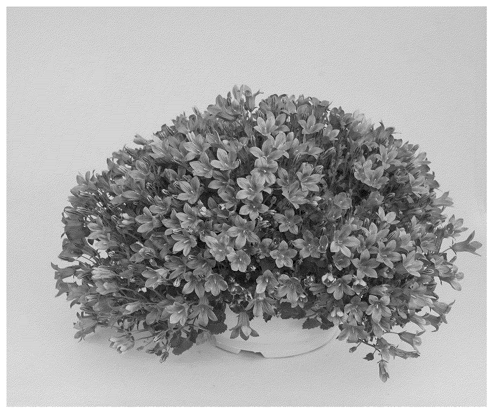 Patent USPP037413 Figure 1 – Campanula plant named ‘KLECN23088’