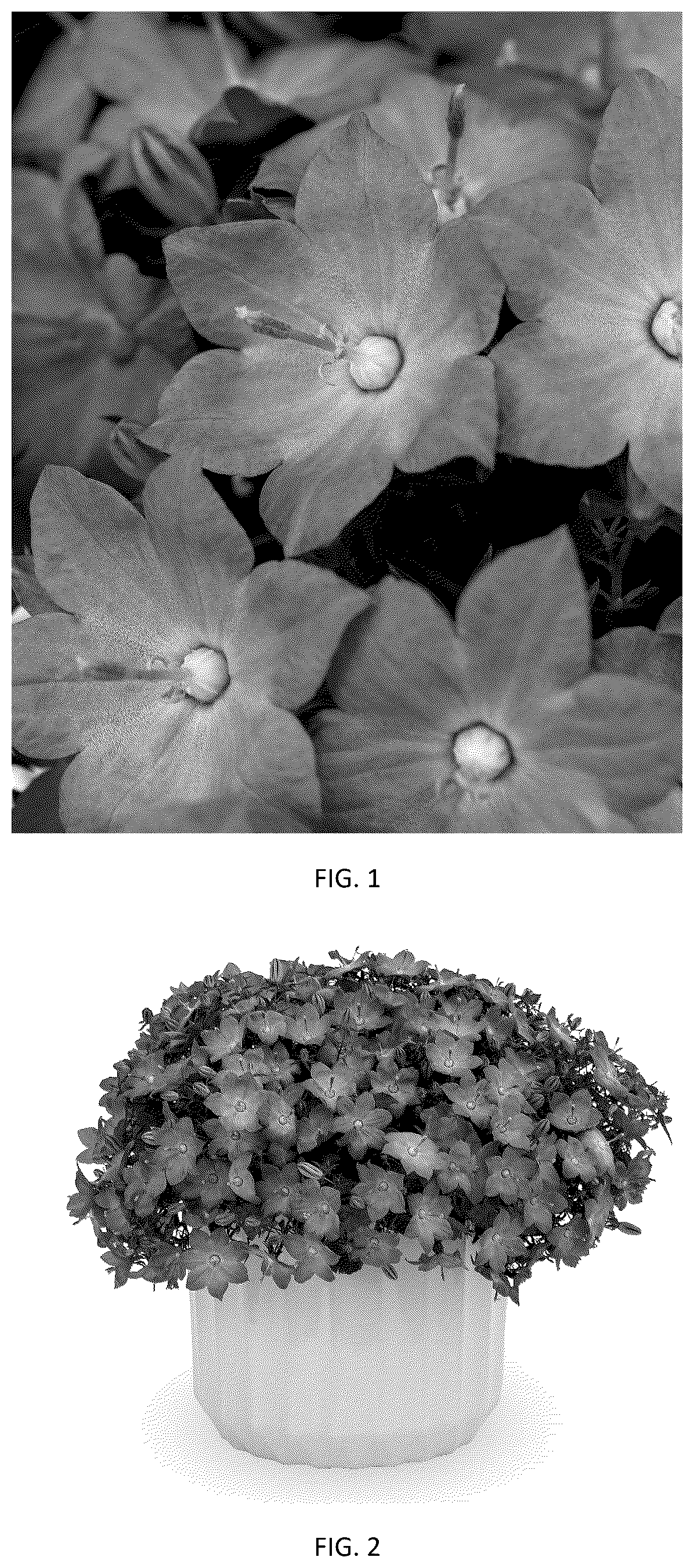 Patent USPP037414 Figure 1 – Campanula plant named ‘CIPZ0011’
